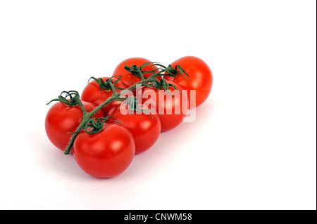 Jardin la tomate (Solanum lycopersicum, Lycopersicon esculentum), tomates Banque D'Images