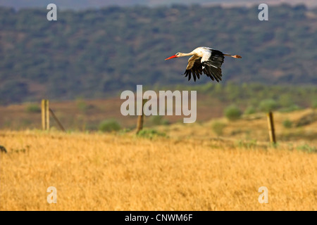 Cigogne Blanche (Ciconia ciconia), volant au-dessus d'un champ, l'Espagne, l'Estrémadure Banque D'Images