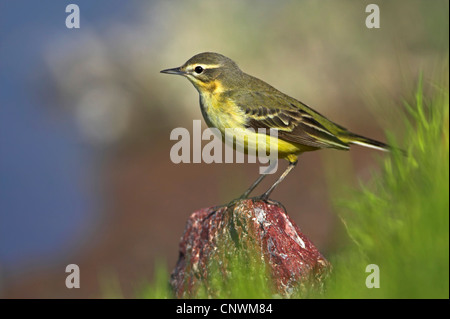 Bergeronnette printanière-bleu, la bergeronnette printanière (Motacilla flava flava), assis sur une pierre, la Grèce, Lesbos Banque D'Images