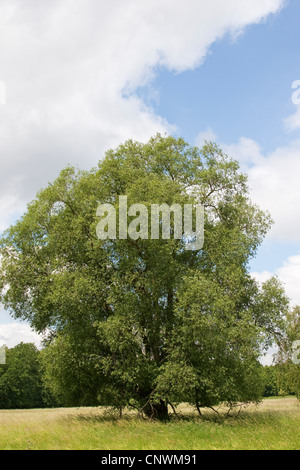 Crack saule (Salix fragilis), seul arbre, Allemagne Banque D'Images