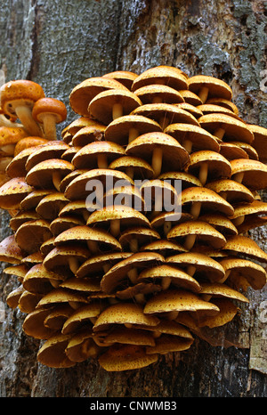 Scalycap Pholiota aurivella, d'or, Strophariaceae. Croissant sur le côté d'un arbre. Banque D'Images