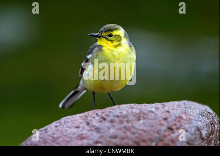 Bergeronnette citrine (Motacilla citreola), assis sur une pierre, la Grèce, Lesbos Banque D'Images