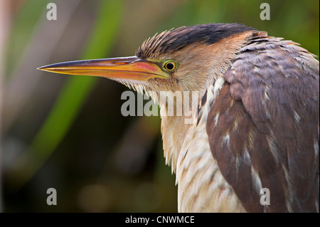 Blongios nain (Ixobrychus minutus), portrait, Grèce, Lesbos Banque D'Images