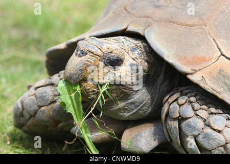 Tortue géant asiatique, Asian brown tortoise, Birman brown (Geochelone tortue Emys Manouria emys, portrait), avec de la nourriture dans le bec Banque D'Images