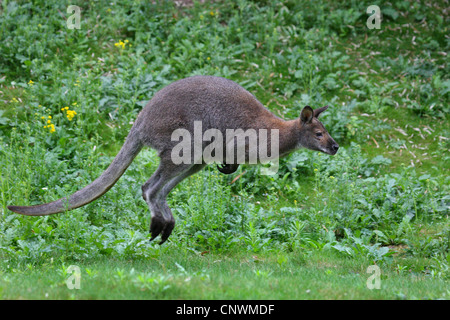 Red-necked wallaby Wallaby de Bennett, (Macropus rufogriseus, Wallabia rufogrisea), sauter, Australie Banque D'Images