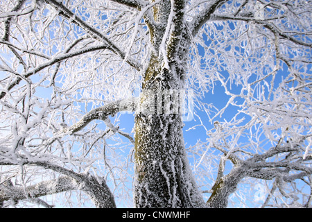 Haut de l'arbre en hiver couverte de givre en face de ciel bleu Banque D'Images