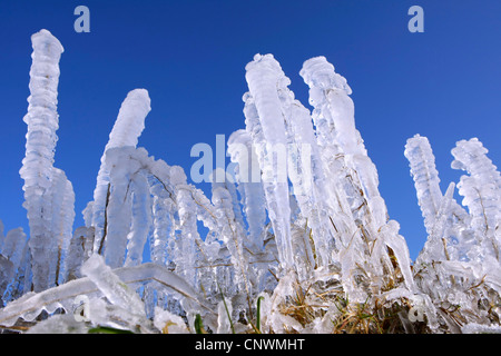 Les brins d'herbe glacée complètement en face de ciel bleu Banque D'Images