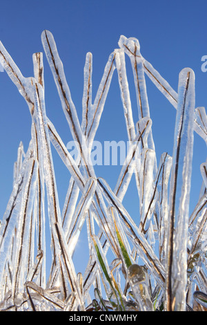 Les brins d'herbe glacée complètement en face de ciel bleu Banque D'Images