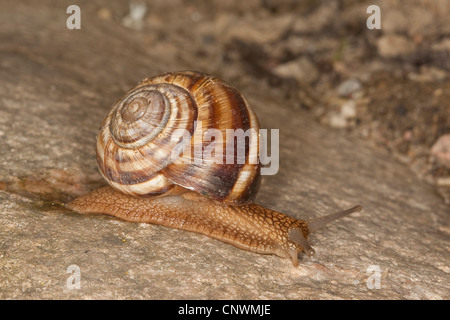 Escargot turc, les escargots (Helix lucorum), rampage, Allemagne Banque D'Images