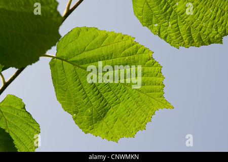 Le noisetier commun (Corylus avellana), les feuilles contre le ciel bleu, Allemagne Banque D'Images