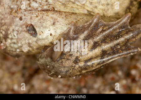 Crapaud commun, le crapaud de l'ail (Pelobates fuscus), le pied d'un crapaud, Allemagne Banque D'Images