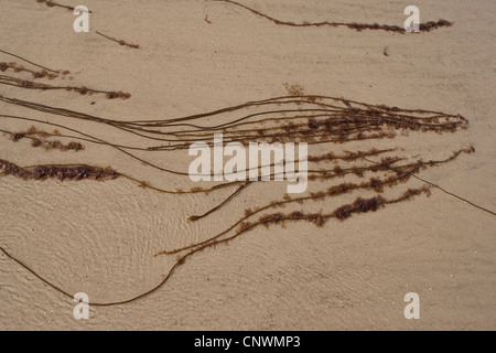 Mermaid's Tresses (Chorda filum), à la côte sablonneuse avec couverts par d'autres mauvaises herbes de mer, de l'Allemagne, Mer du Nord Banque D'Images