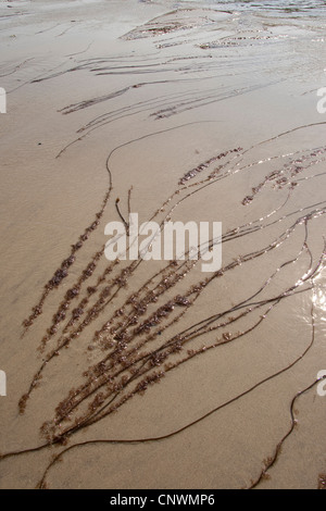 Mermaid's Tresses (Chorda filum), à la côte sablonneuse avec couverts par d'autres mauvaises herbes de mer, de l'Allemagne, Mer du Nord Banque D'Images