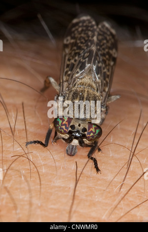 Cleg-fly, cleg (Haematopota pluvialis), mordre dans la peau humaine, Allemagne Banque D'Images