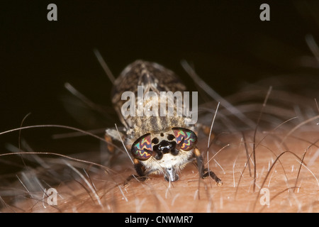 Cleg-fly, cleg (Haematopota pluvialis), mordre dans la peau humaine, Allemagne Banque D'Images