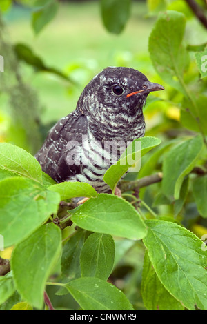 (Cuculus canorus cuckoo eurasien), juvénile à part entière assis sur une branche, Allemagne Banque D'Images