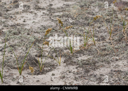 Sand (Carex arenaria), croissant sur une dune, Allemagne, Schleswig Banque D'Images