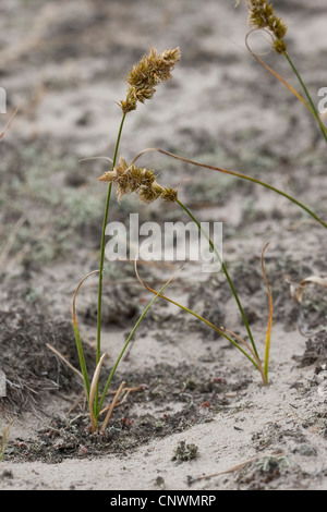 Sand (Carex arenaria), croissant sur une dune, Allemagne Banque D'Images