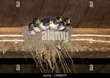 L'hirondelle rustique (Hirundo rustica), assis dans un nid et la mendicité, Allemagne Banque D'Images