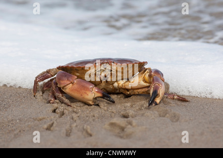 Crabe européen (Cancer pagurus), assis dans le sable à la côte de la mer du Nord, Allemagne