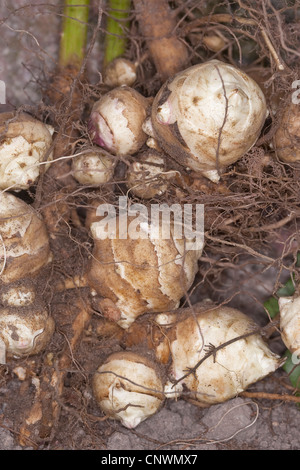 Le topinambour (Helianthus tuberosus), bulbes, Allemagne Banque D'Images