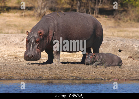 Hippopotame, hippopotame, hippopotame commun (Hippopotamus amphibius), mère des mineurs, Botswana, Chobe National Park Banque D'Images