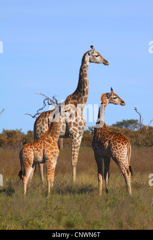 Girafe (Giraffa camelopardalis), mère de deux veaux à la savane, le Botswana, le Parc National de Chobe, Savuti Banque D'Images