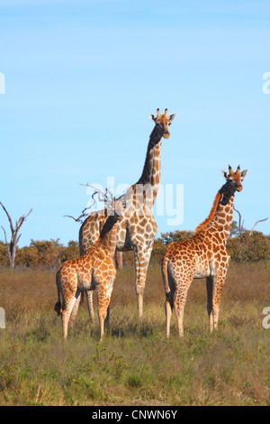 Girafe (Giraffa camelopardalis), mère de deux veaux à la savane, le Botswana, le Parc National de Chobe, Savuti Banque D'Images