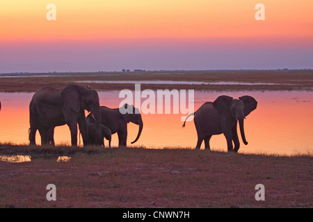 L'éléphant africain (Loxodonta africana), à l'EISU a lakeside dans l'incandescence du soir, Botswana, Chobe National Park Banque D'Images