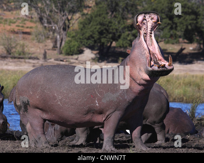 Hippopotame, hippopotame, hippopotame commun (Hippopotamus amphibius), seul animal dans un troupeau à l'ouverture de la bouche au bord du lac largement, Botswana, Chobe National Park Banque D'Images