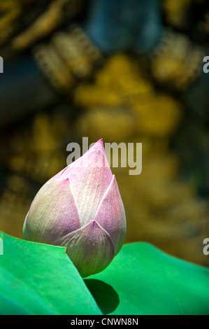 Une belle fleur de lotus nénuphar à partir de la Thaïlande en Asie. Banque D'Images