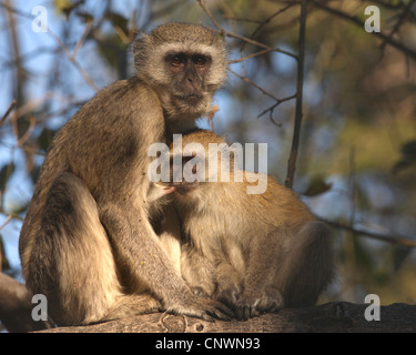 Singe grivet, savane singe, singe, singe vert (Cercopithecus aethiops), mère des mineurs, Moremi, Botswana Banque D'Images