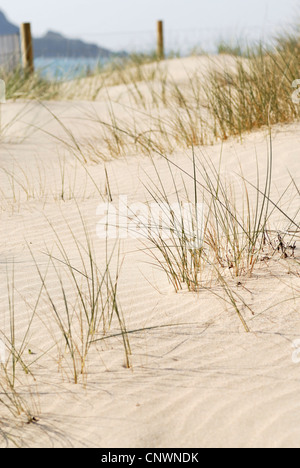 Scène de dunes de sable. Daymer Bay, Cornwall, UK. Banque D'Images