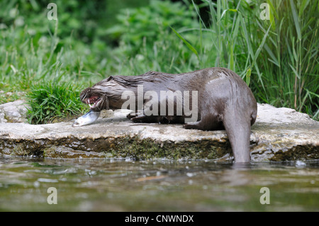 La loutre d'Europe, loutre d'Europe, la loutre (Lutra lutra), manger un poisson chassés à la Banque mondiale, l'Allemagne de l'eau des Rocheuses Banque D'Images