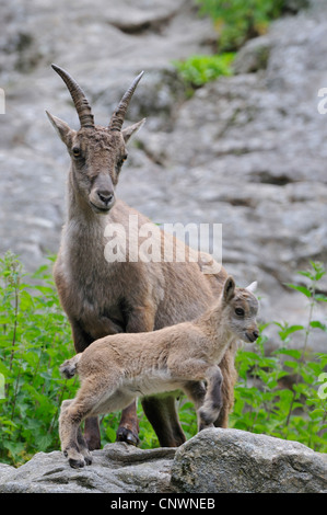 Bouquetin des Alpes (Capra ibex), mère des mineurs, Alpes Banque D'Images