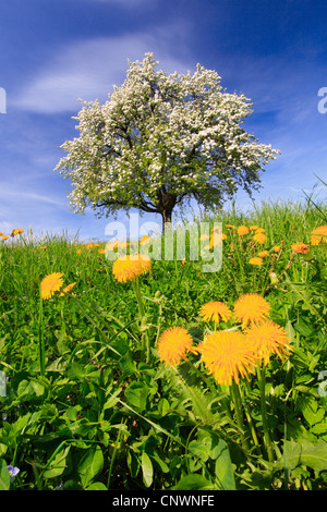 Pommier (Malus domestica), seul arbre fleurissant dans un pissenlit prairie, Suisse Banque D'Images