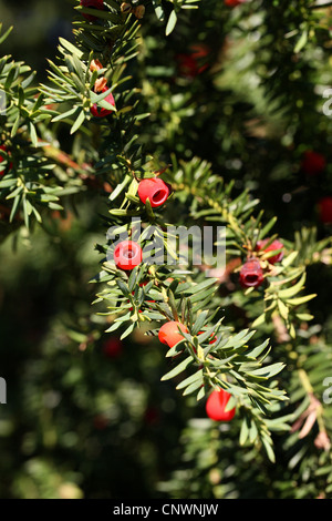 English If, Taxus baccata, Taxaceae, l'Europe centrale Banque D'Images