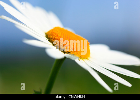 Oxeye daisy (Chrysanthemum leucanthemum Leucanthemum vulgare), macro, photo de fleurs de l'inflorescence, Suisse Banque D'Images