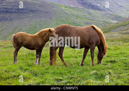 L'Islandic, Islande pony (Equus przewalskii f. caballus), mare avec poulain, Islande, Skeidarrsandur Banque D'Images