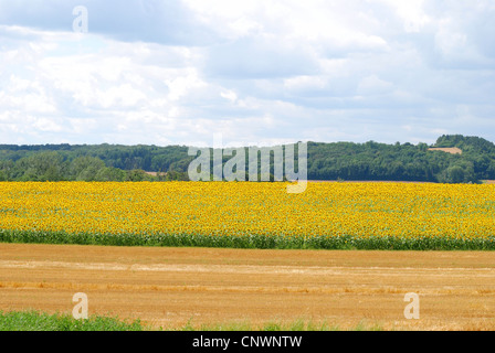 Politique du tournesol (Helianthus annuus), champ de tournesols, France, Franche-Comté, Jura Banque D'Images