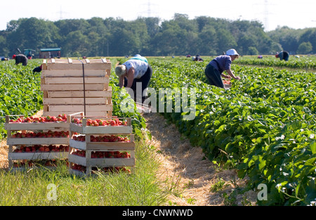 Fraise, fraise jardin hybride (Fragaria x ananassa, Fragaria ananassa), la récolte d'un champ de fraises, Allemagne Banque D'Images
