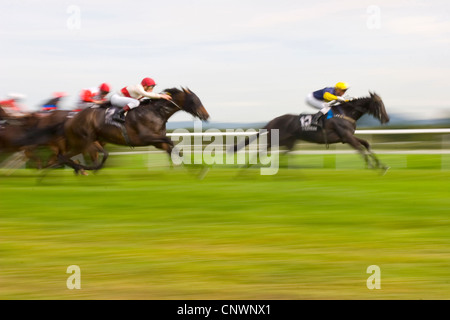 Cheval domestique (Equus caballus przewalskii. f), course de chevaux Banque D'Images