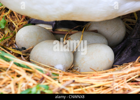 Mute swan (Cygnus olor), les oeufs dans le nid des oiseaux nicheurs en Suisse, Banque D'Images