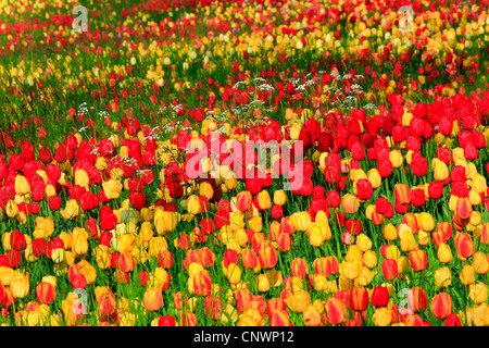 Jardin commun tulip (Tulipa Gesneriana), tulip bed, Allemagne, Bade-Wurtemberg, île de Mainau Banque D'Images