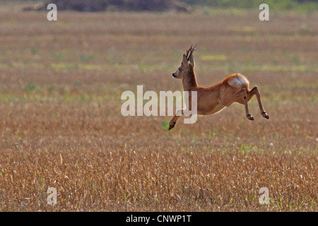 Le chevreuil (Capreolus capreolus), roe Buck sautant sur un , Allemagne Banque D'Images