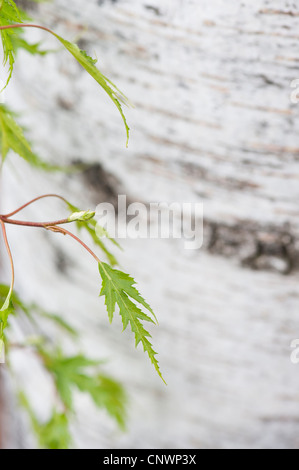 Betula pendula dalecarlica. Bouleau feuilles coupées suédois Banque D'Images