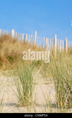 Scène de dunes de sable. Daymer Bay, Cornwall, UK. Banque D'Images