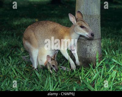 Wallaby agile, Sandy wallaby (Macropus agilis, Wallabia agilis), avec chiot dans sa pochette, l'Australie Banque D'Images