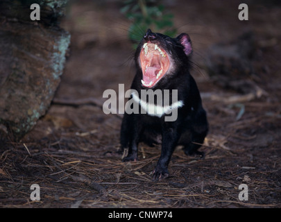 Diable de Tasmanie (Sarcophilus harrisii Sarcophilus harrisii,), l'Australie, rugissants. Banque D'Images