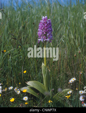 Orchidée militaire (Orchis militaris), qui fleurit dans un meadows Banque D'Images